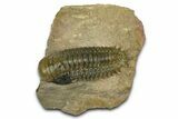 Detailed Crotalocephalina Trilobite - Atchana, Morocco #372406-3